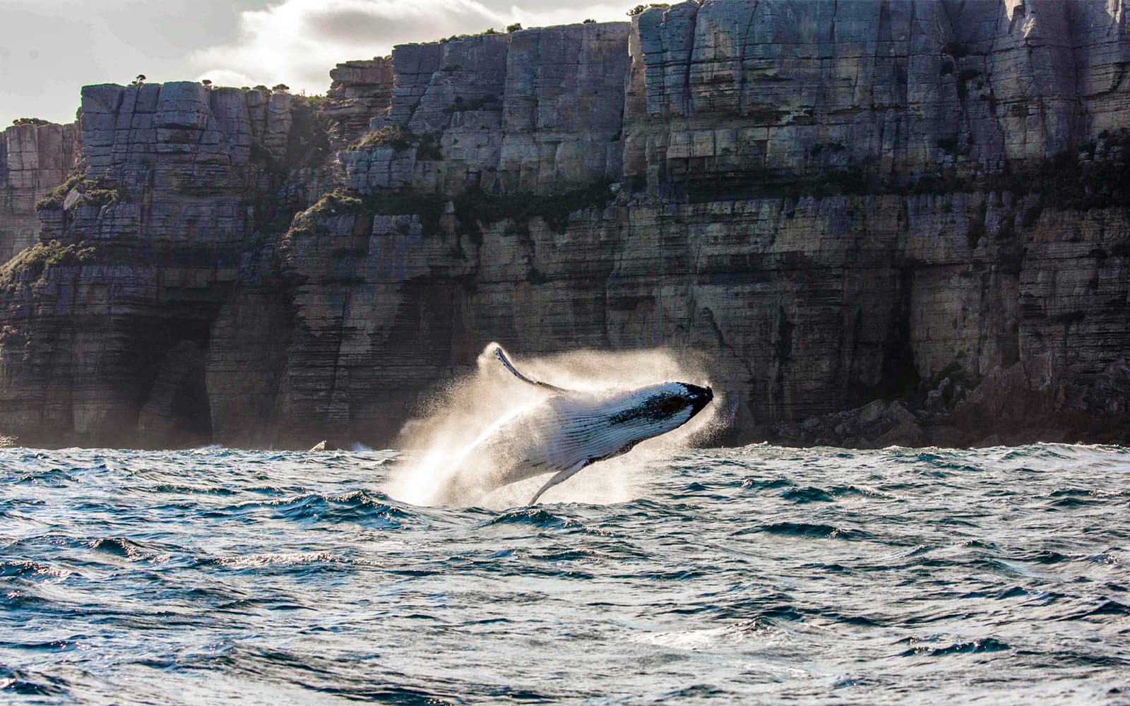 Sydney Whale Watching Cruise with Onboard Buffet