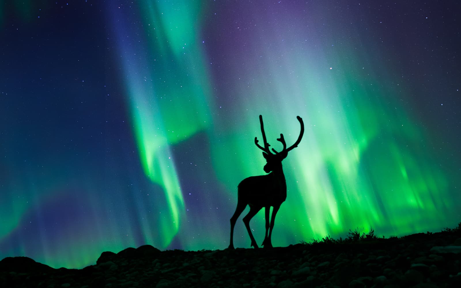 Rovaniemi: Northern Lights with Reindeer Sledding tickets in Rovaniemi - Attractions | TickYourList