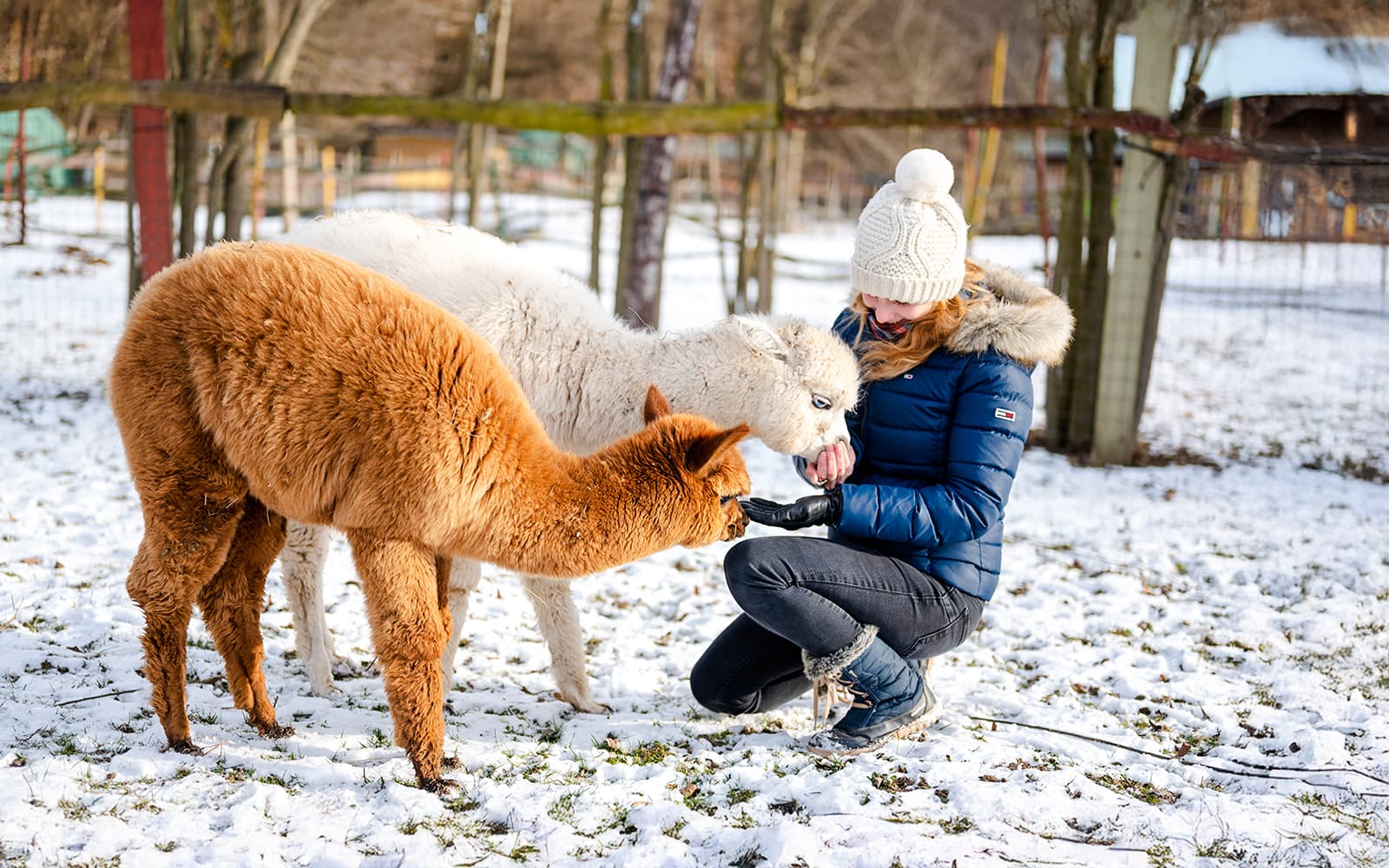 Day and Evening Tour – Santa's Pets, Sledding & Aurora Hunt