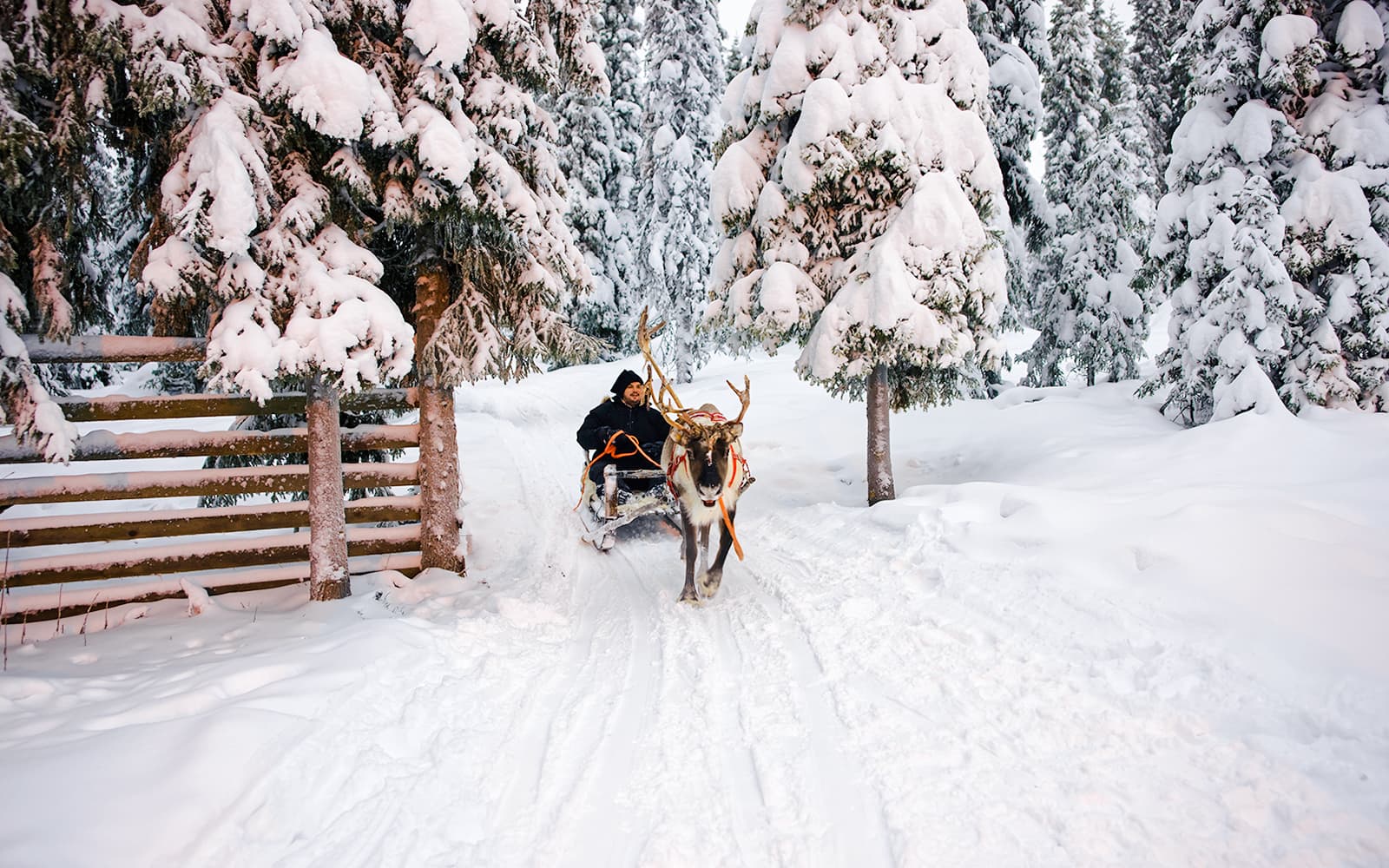 Day and Evening Tour – Santa's Pets, Sledding & Aurora Hunt tickets in Rovaniemi - Attractions | TickYourList