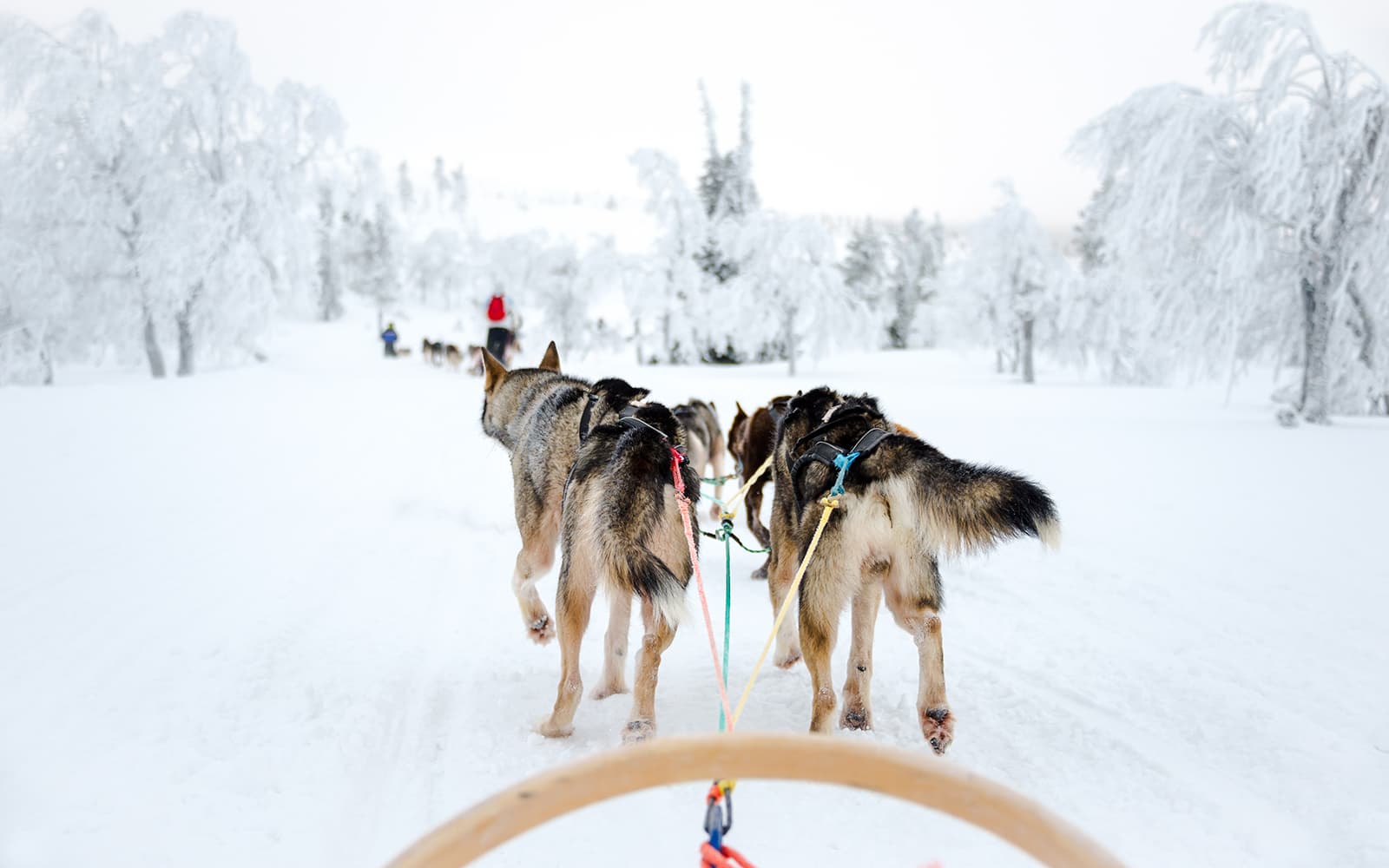 Long Self-Driven Husky Sleigh Ride tickets in Rovaniemi - Attractions | TickYourList