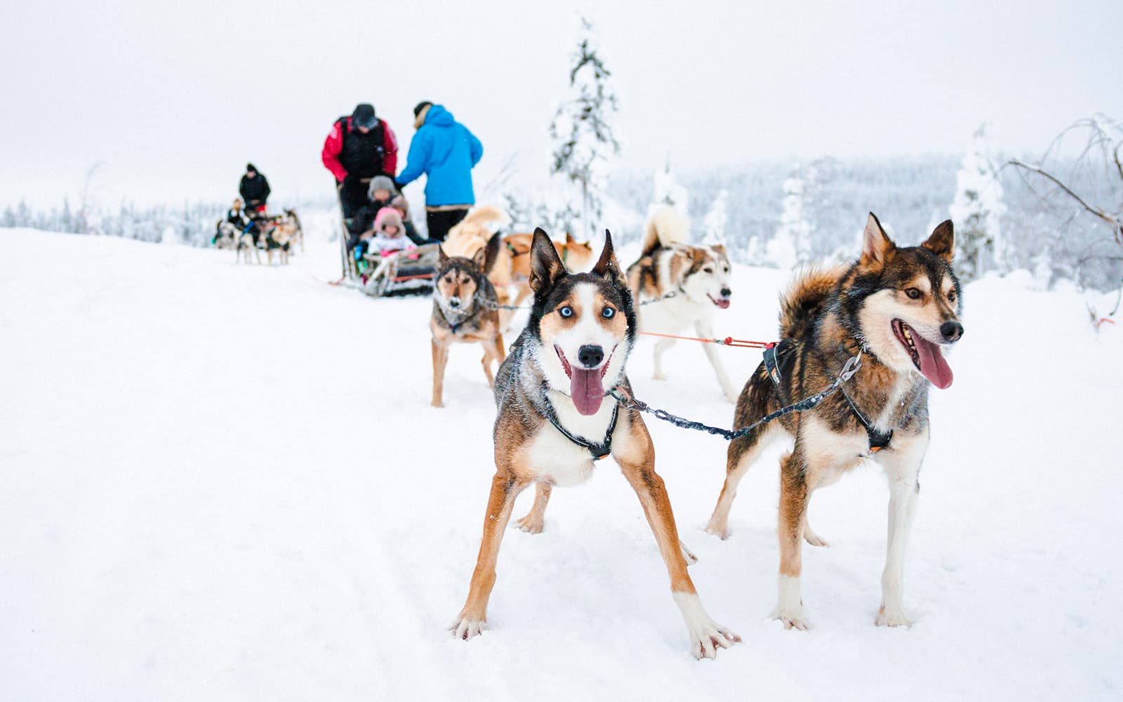 Long Self-Driven Husky Sleigh Ride tickets in Rovaniemi - Features | TickYourList