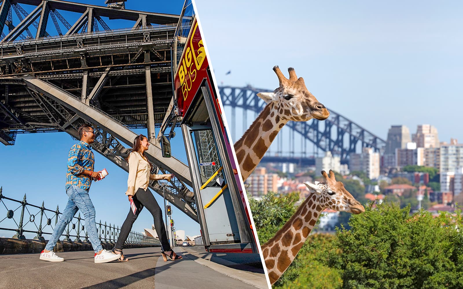 Combo (Save 10%): Big Bus Sydney Hop-On-Hop-Off Tour + Taronga Zoo Tickets