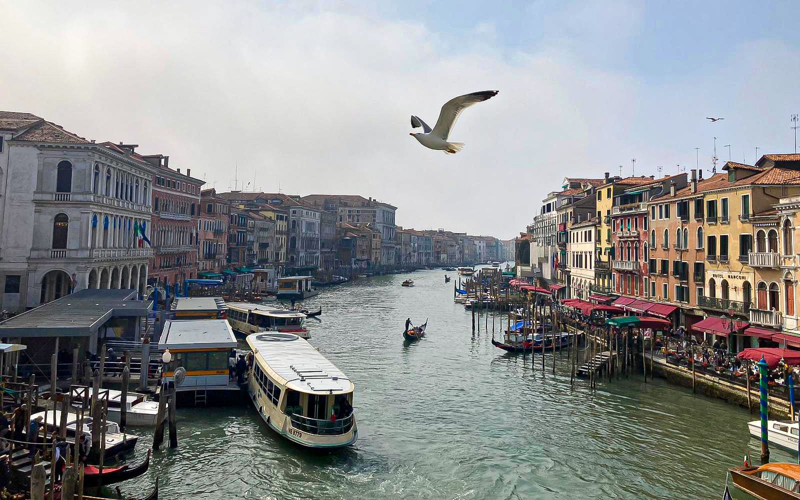 1-Hour Sightseeing Cruise on the Grand Canal tickets in Venice - Highlights | TickYourList