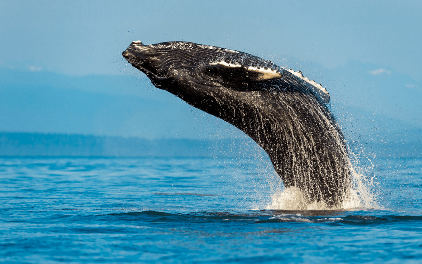Sydney Whale Watching Cruise