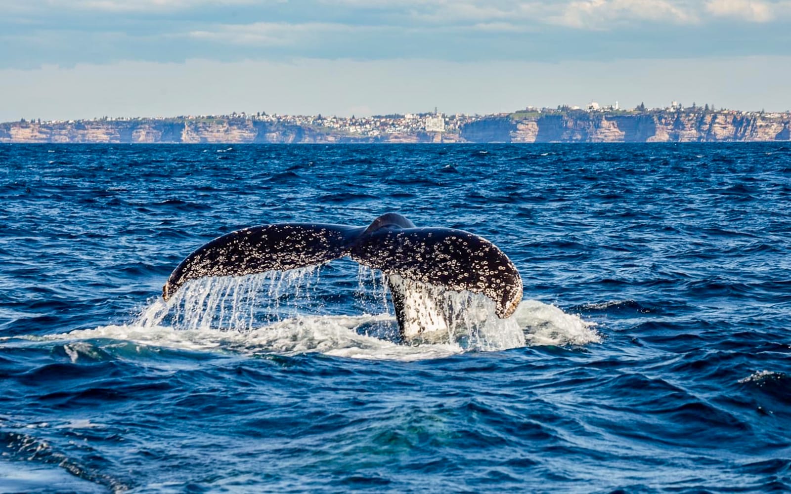 Sydney Whale Watching Cruise tickets in Sydney - Attractions | TickYourList
