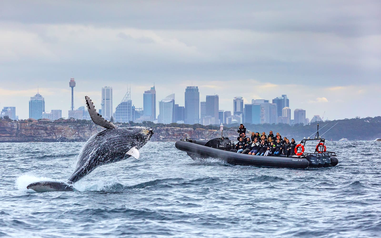 Sydney Whale Watching Inflatable Boat Cruise