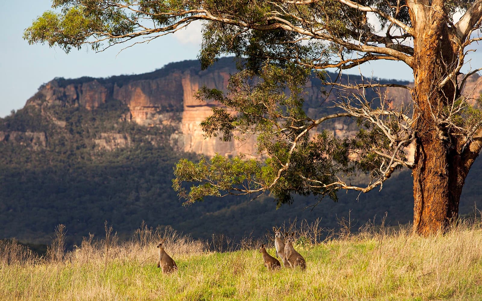 Blue Mountains Sunset Tour with Guided Bushwalks & Wildlife Trails tickets in Sydney - Features | TickYourList