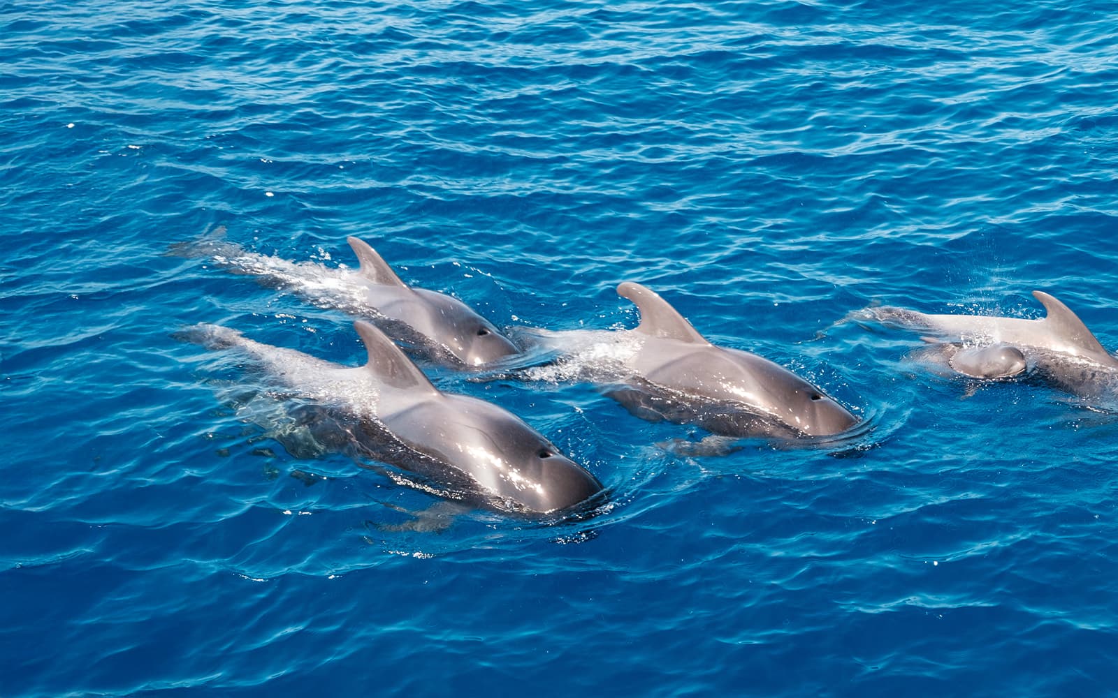 Catamaran Cruise with Whale & Dolphin Watching, Snorkeling, & Lunch tickets in Tenerife - Activities | TickYourList