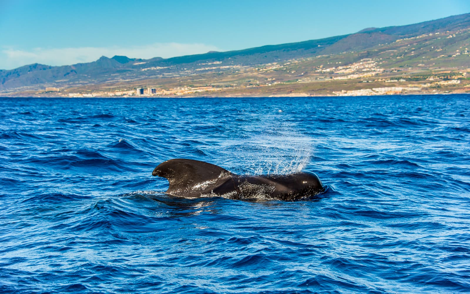 Catamaran Cruise with Whale & Dolphin Watching, Snorkeling, & Lunch tickets in Tenerife - Highlights | TickYourList