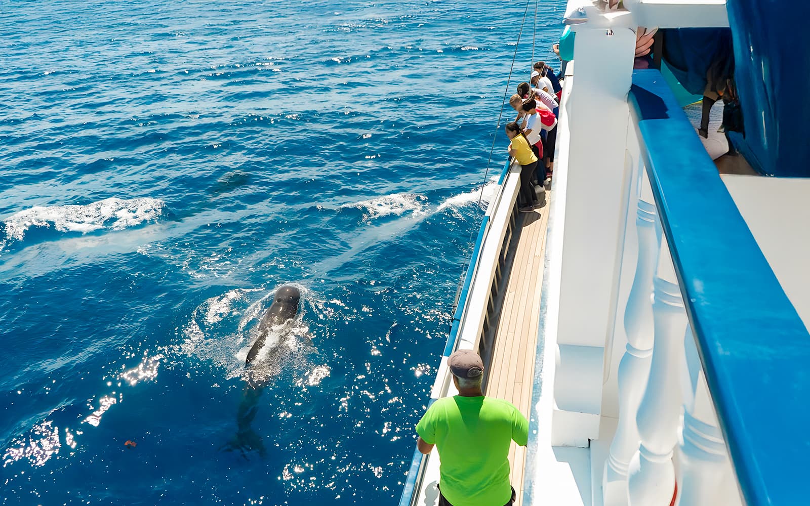 Eco-Sailing Cruise with Whale & Dolphin Watching, Snorkeling & Snacks