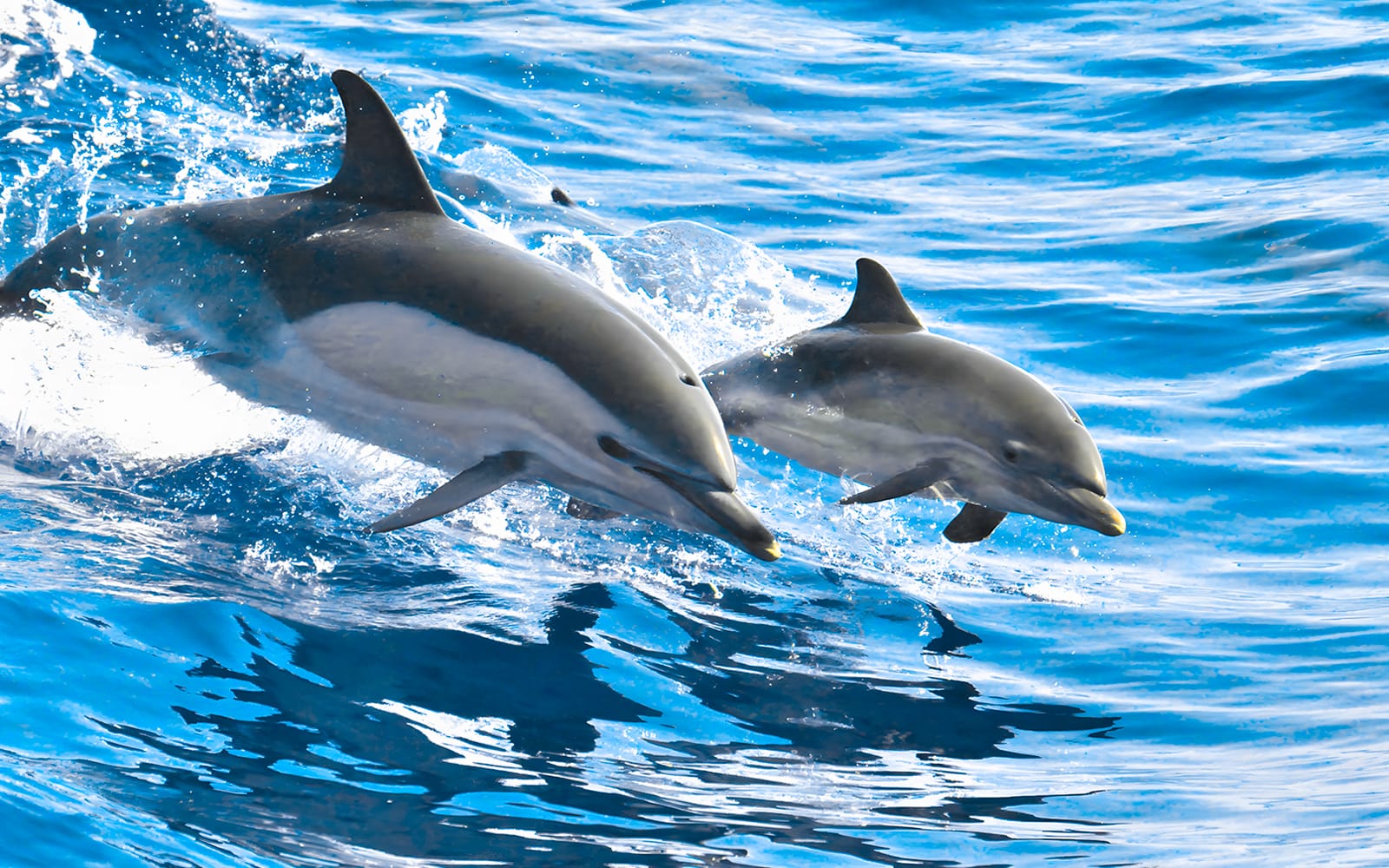 Eco-Sailing Cruise with Whale & Dolphin Watching, Snorkeling & Snacks tickets in Tenerife - Activities | TickYourList