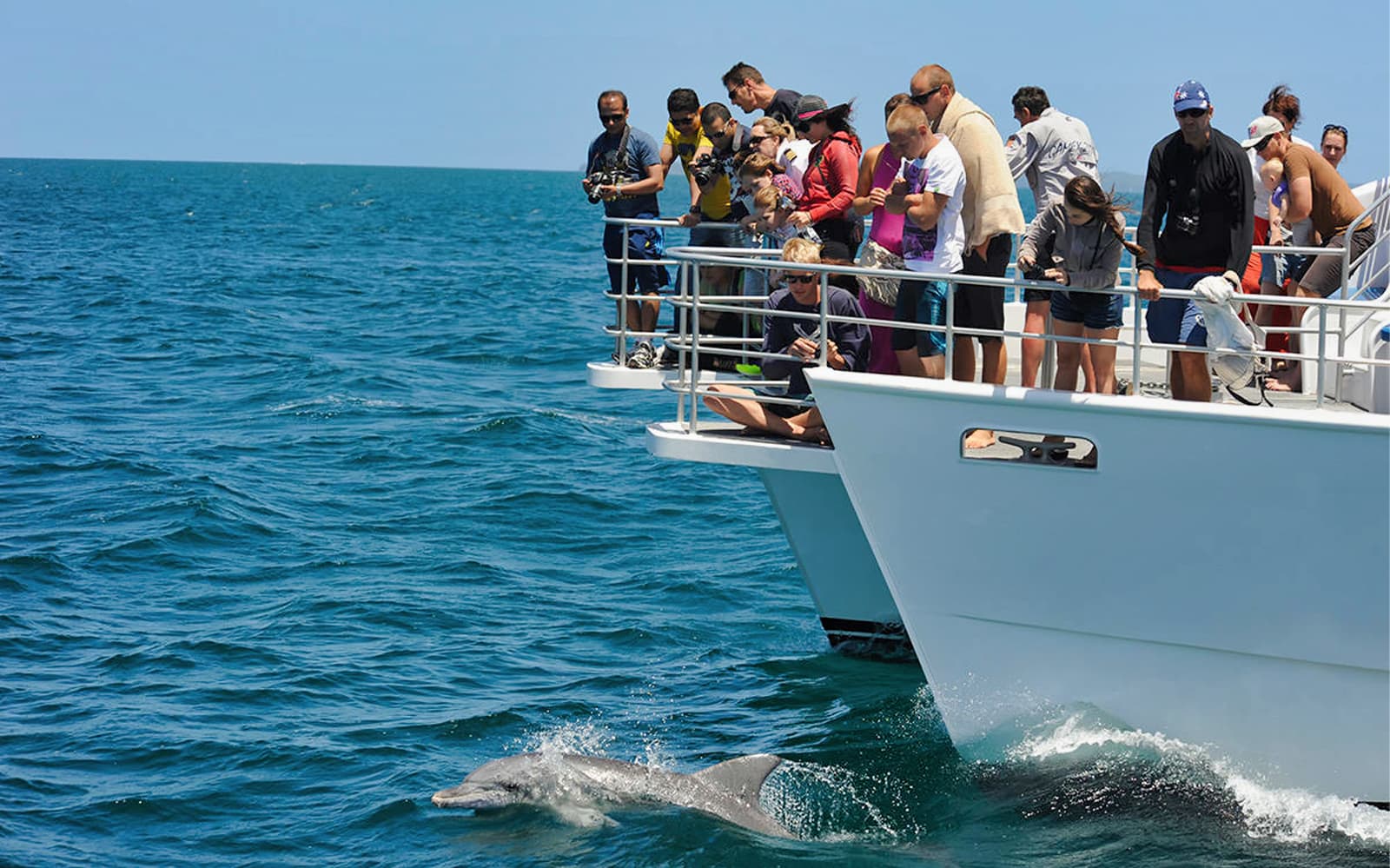 Jervis Bay Dolphin Watching Cruise