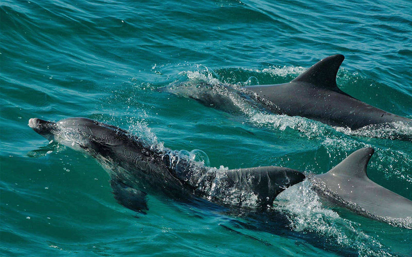 Jervis Bay Dolphin Watching Cruise tickets in Sydney - Activities | TickYourList