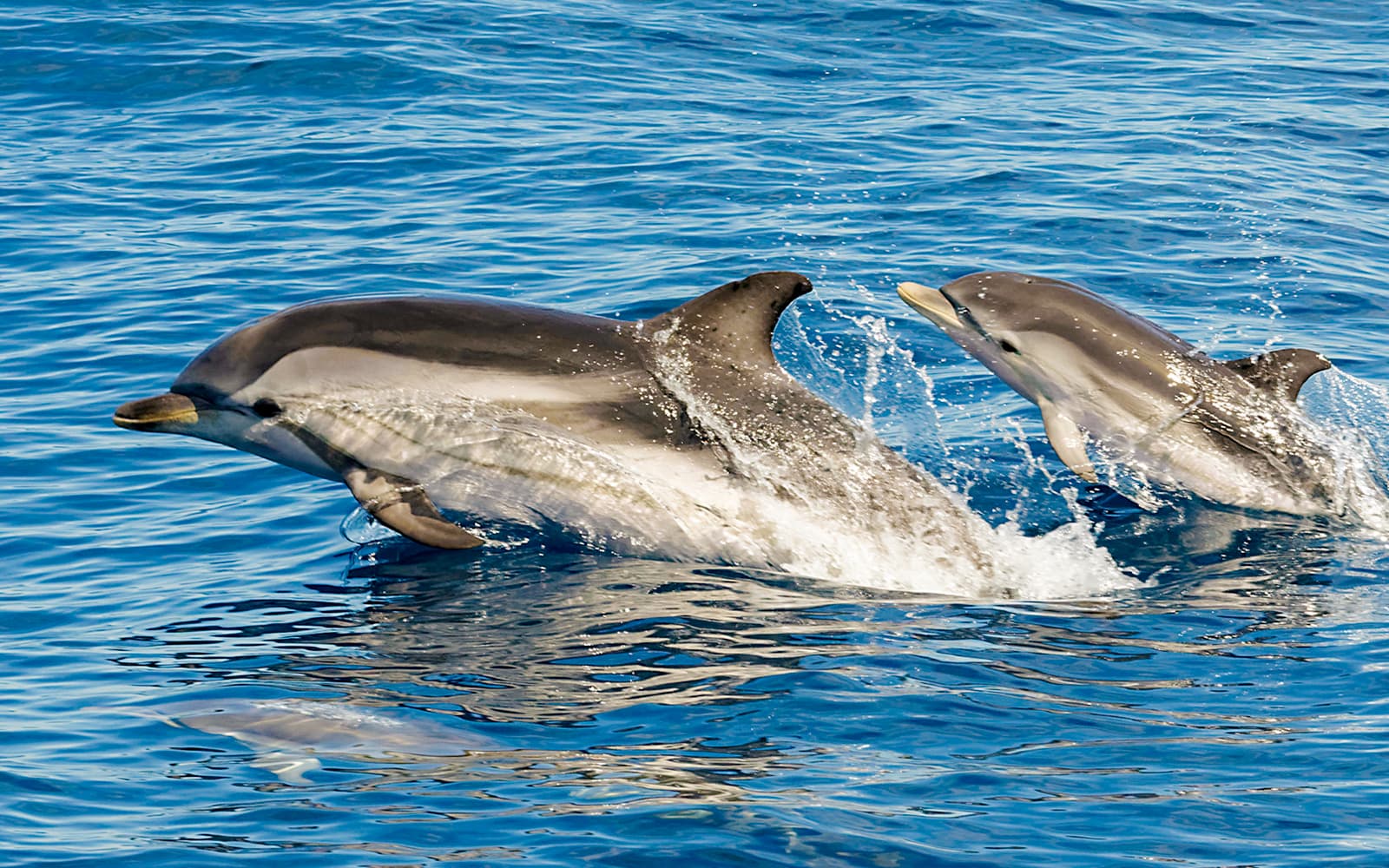 Private Sailing Cruise with Whale & Dolphin Watching, Snorkeling & Tapas tickets in Tenerife - Attractions | TickYourList