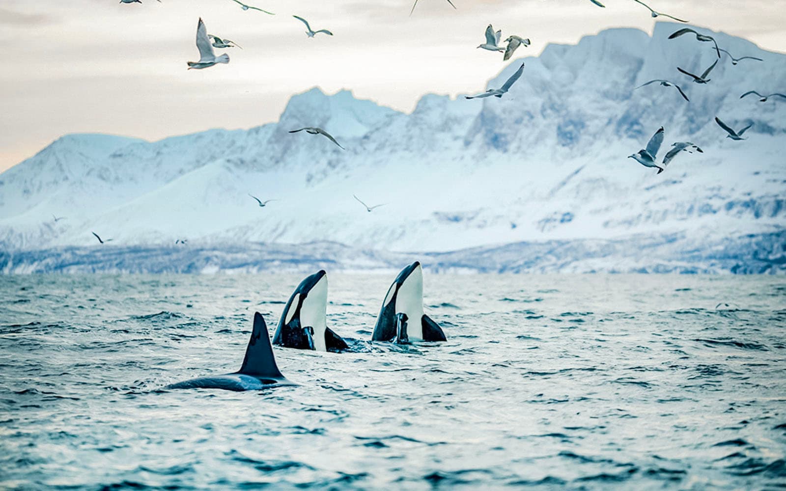 From Tromso: Whale Watching Tour On Motor Catamaran tickets in Tromso - Activities | TickYourList