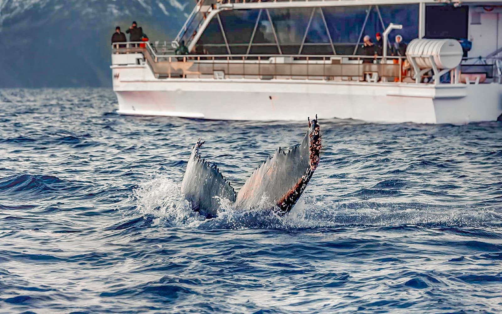 From Tromso: Whale Watching Tour on Hybrid-Electric Catamaran