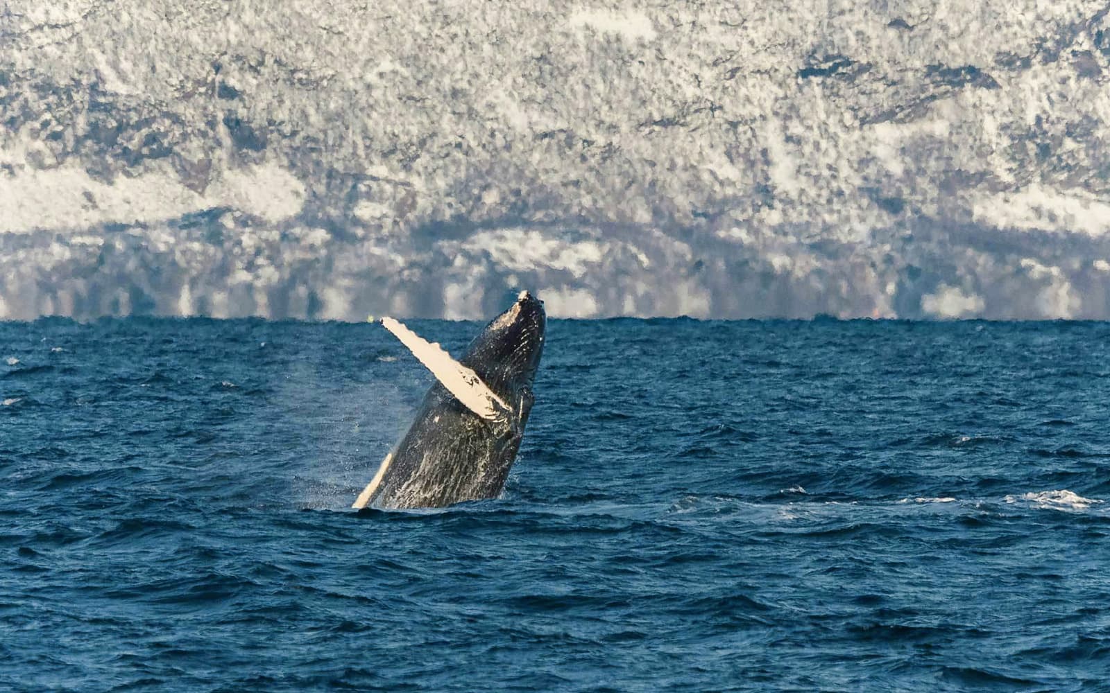 From Tromso: Whale Watching Tour on Hybrid-Electric Catamaran tickets in Tromso - Activities | TickYourList