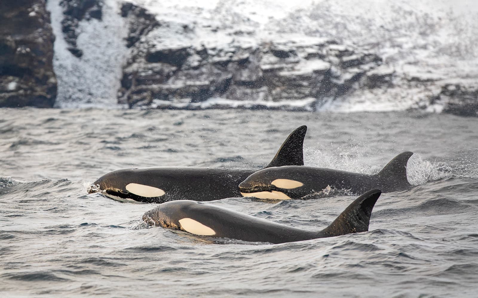 From Tromso: Whale Watching Tour on Hybrid-Electric Catamaran tickets in Tromso - Highlights | TickYourList