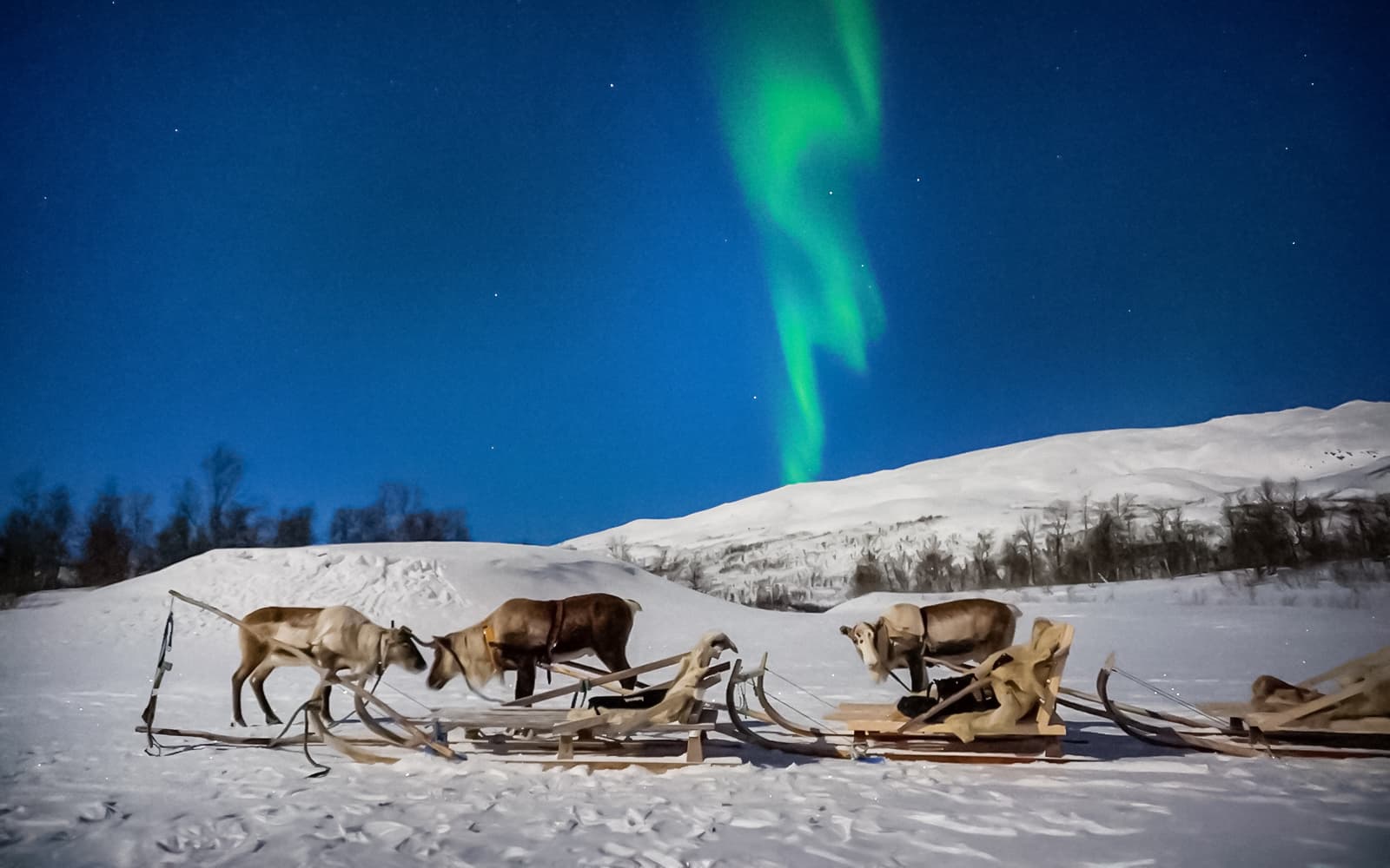 Tromso: Northern Lights, Reindeer and Sami Experiences
