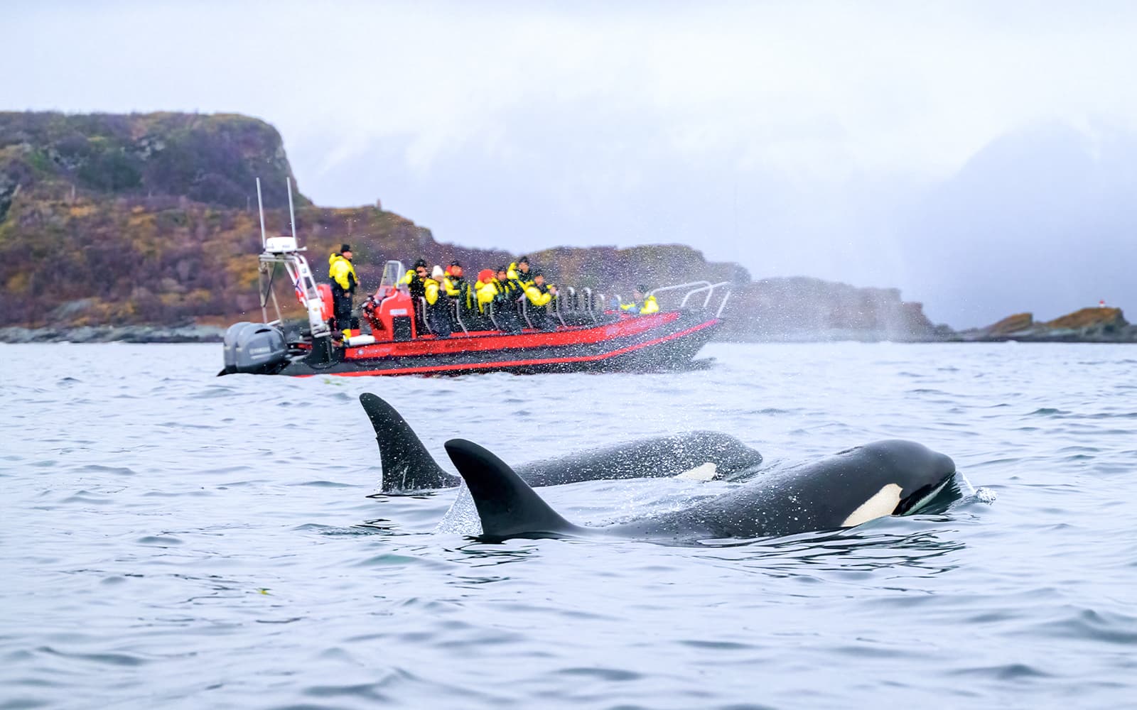 From Tromso: Whale Safari on RIB