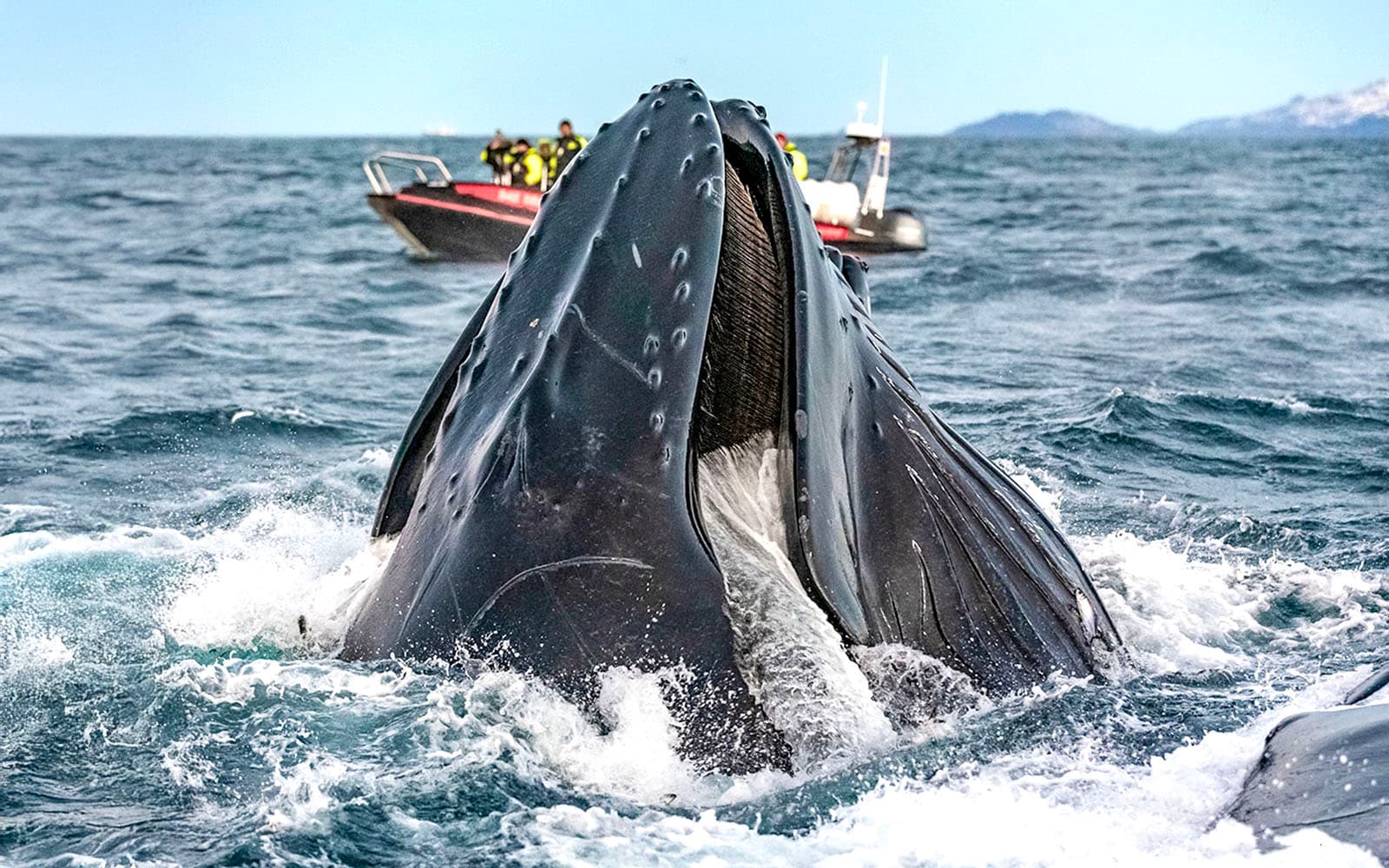 From Tromso: Whale Safari on RIB tickets in Tromso - Attractions | TickYourList