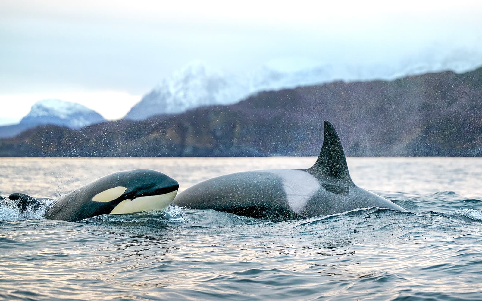 From Tromso: Whale Safari on RIB tickets in Tromso - Features | TickYourList