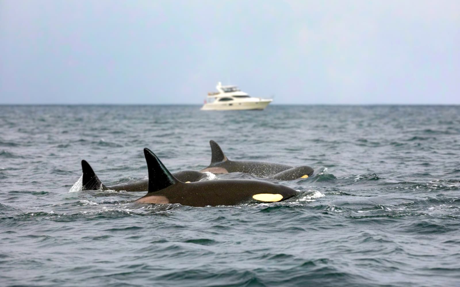 From Tromso: Small Group Whale Watching Cruise with Bus Transfer to Skjervoy