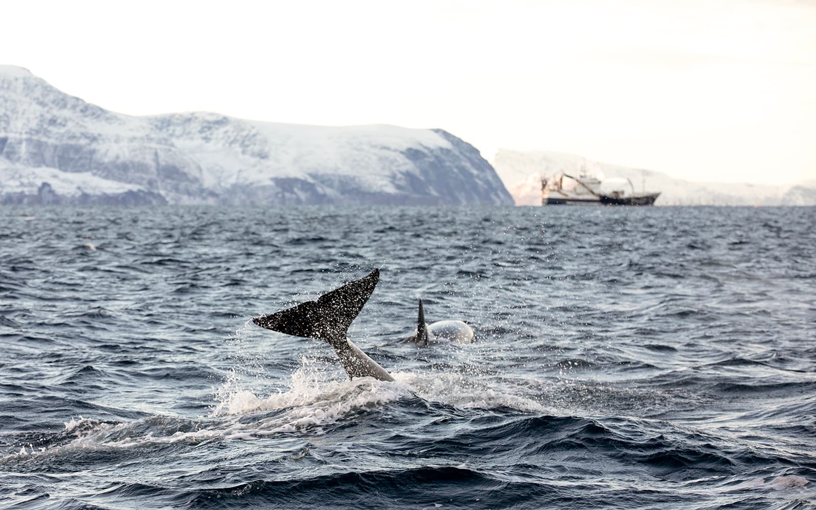 From Tromso: Small Group Whale Watching Cruise with Bus Transfer to Skjervoy tickets in Tromso - Activities | TickYourList