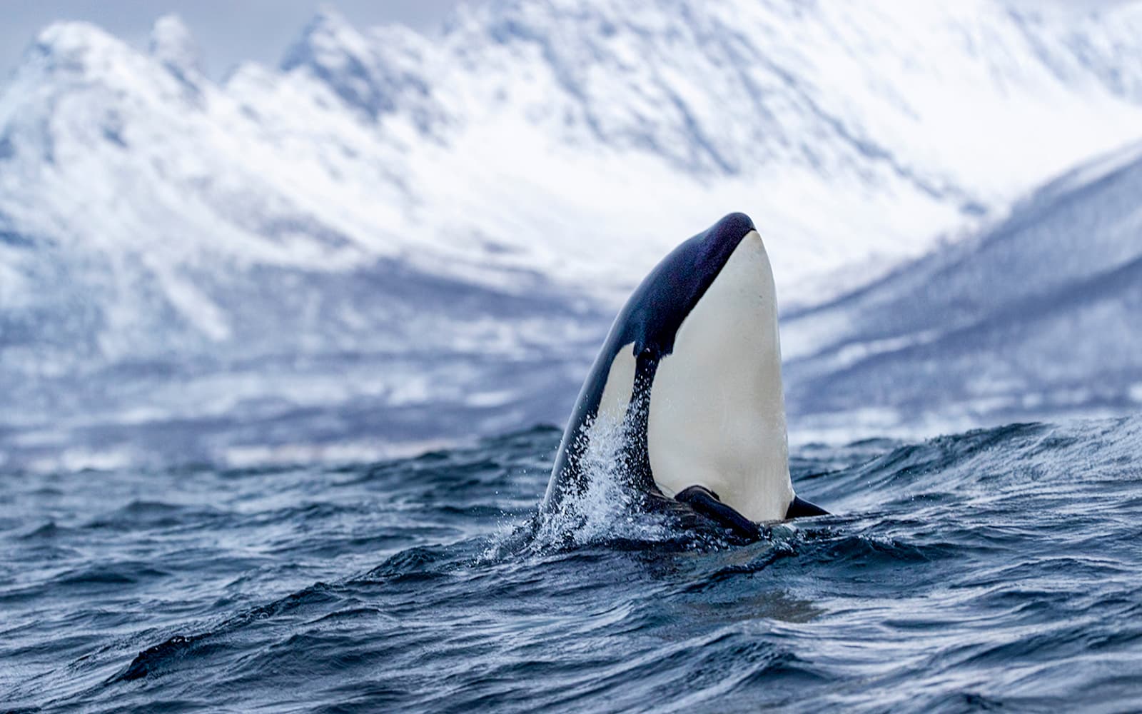 From Tromso: Small Group Whale Watching Cruise with Bus Transfer to Skjervoy tickets in Tromso - Features | TickYourList