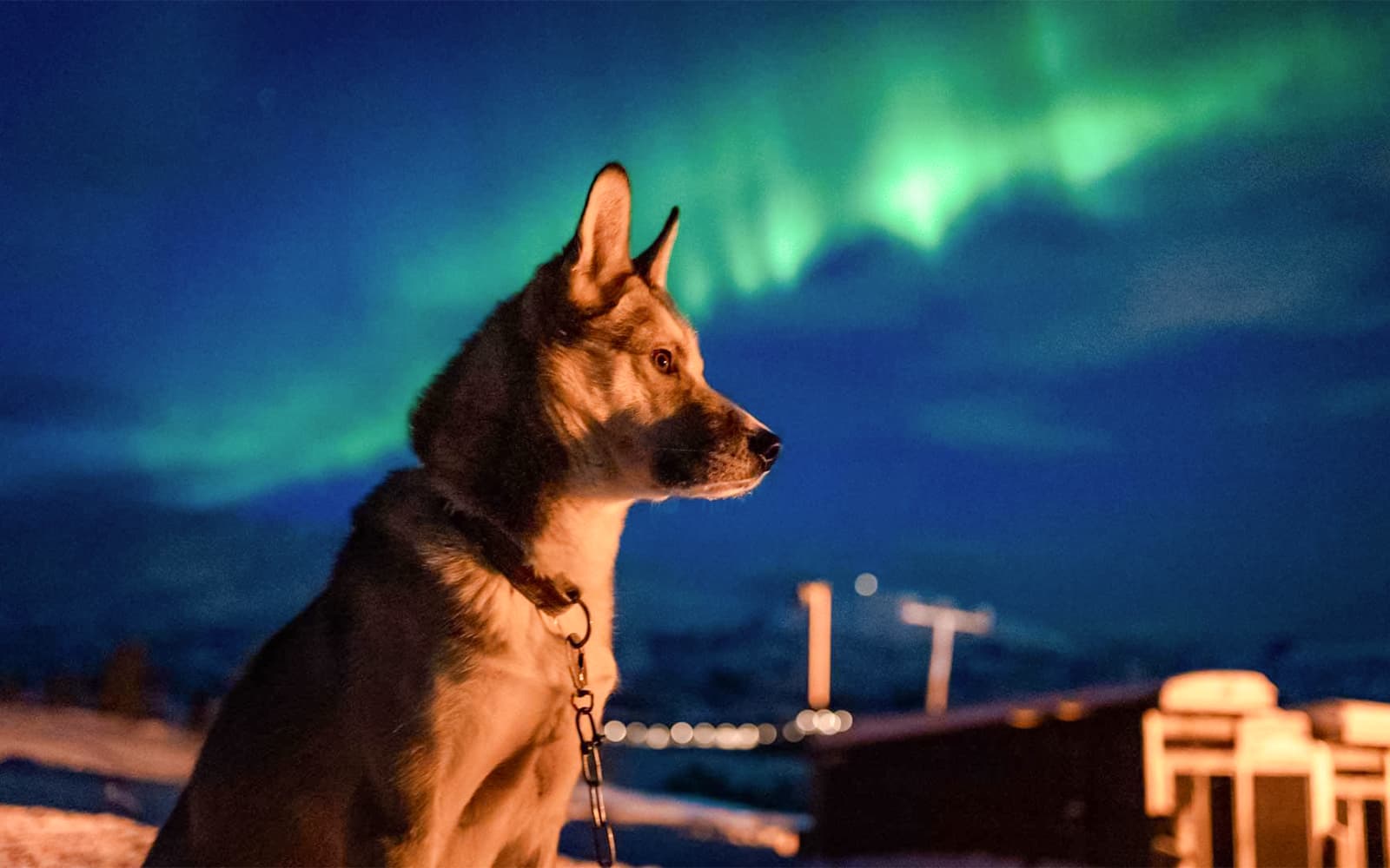 Tromso: Northern Lights and Husky Experience with Traditional Dinner