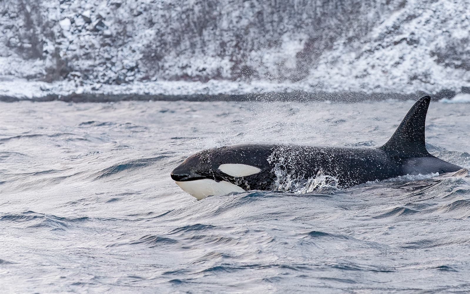 From Tromso: Whale Watching Tour with Lunch