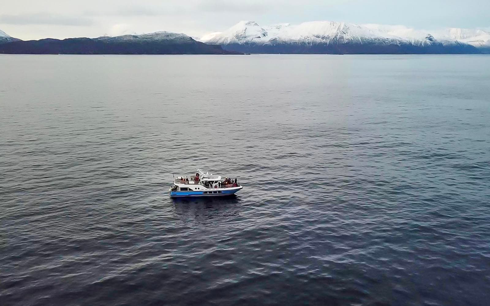 From Tromso: Whale Watching Tour with Lunch tickets in Tromso - Attractions | TickYourList