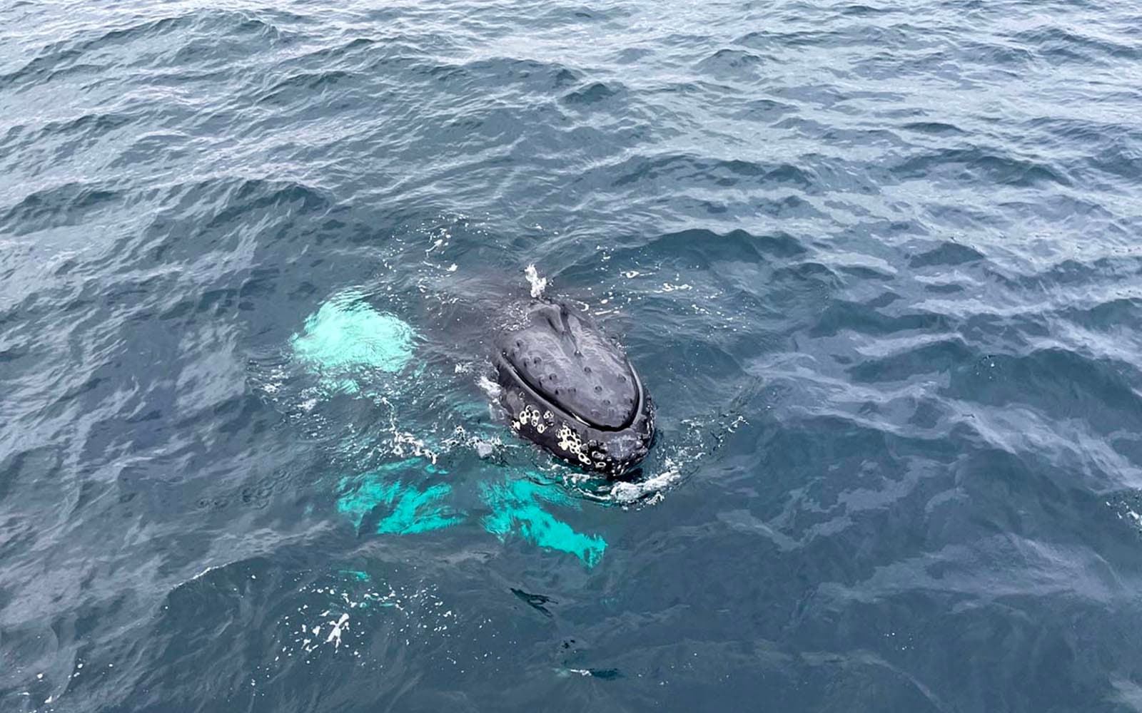 From Tromso: Whale Watching Tour with Lunch tickets in Tromso - Activities | TickYourList