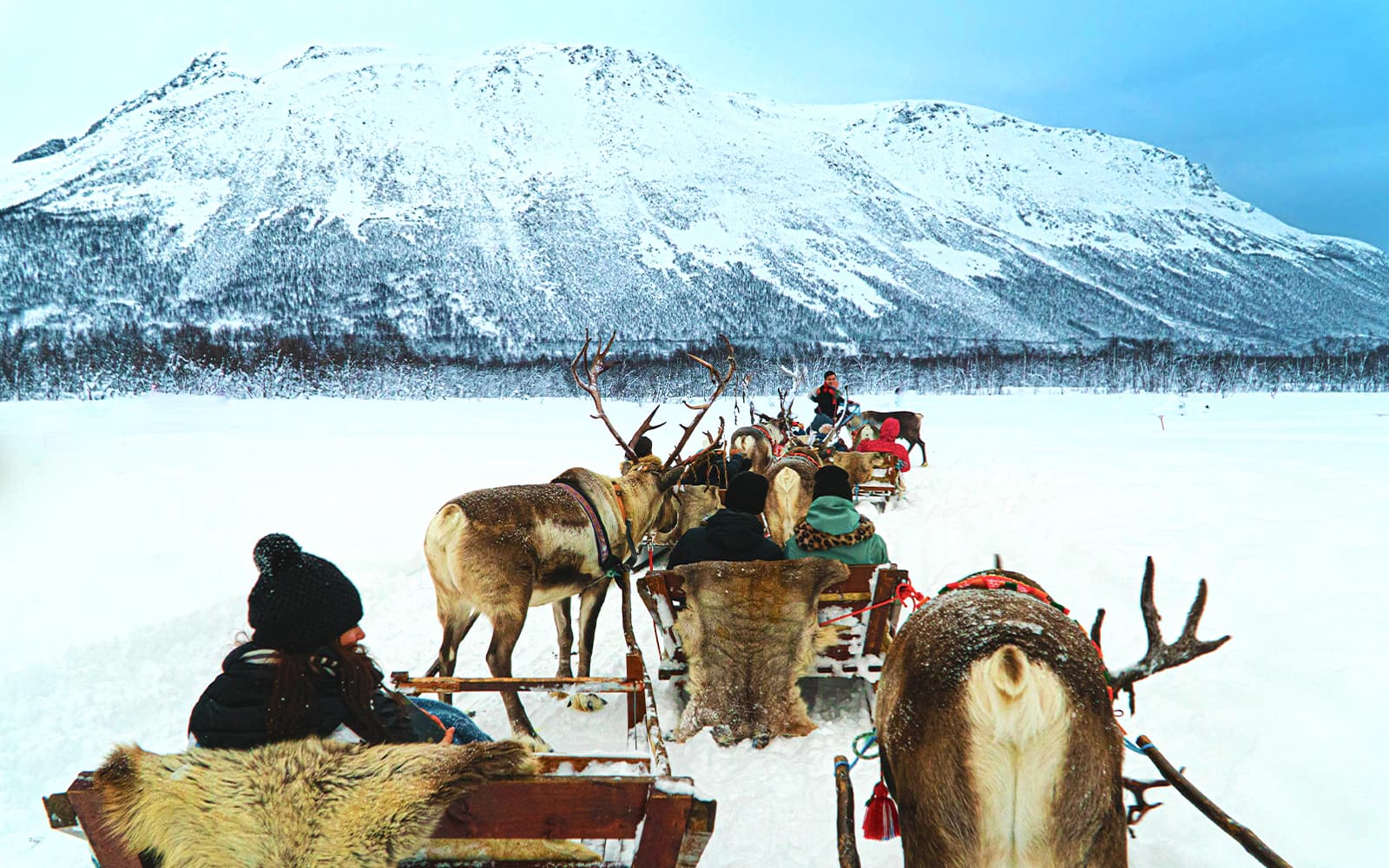 Reindeer Sledding & Sami Culture Guided Tour with Hot Drinks & Meal tickets in Tromso - Attractions | TickYourList