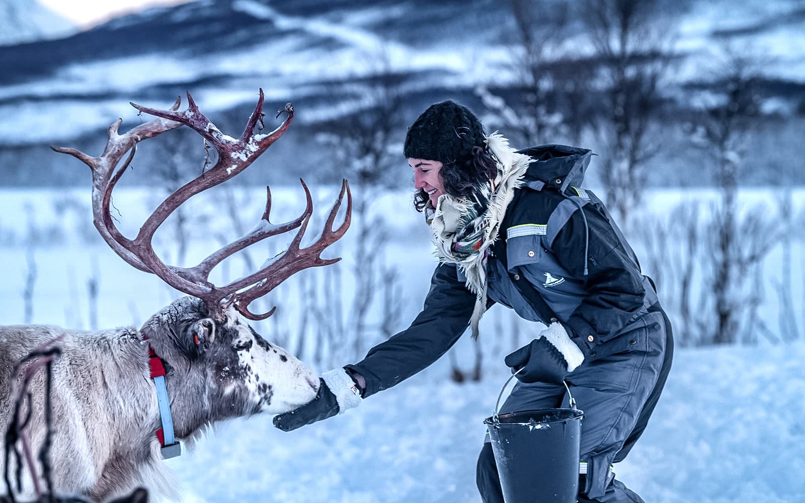 From Tromso: Reindeer Feeding Guided Tour with Chance of Northern Lights