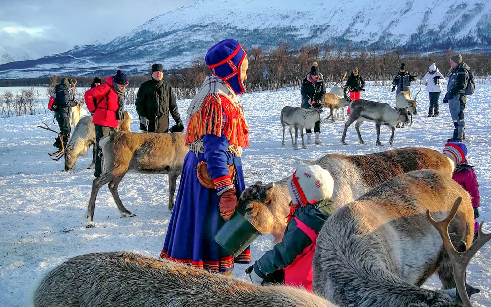 From Tromso: Reindeer Feeding Guided Tour with Chance of Northern Lights tickets in Tromso - Attractions | TickYourList