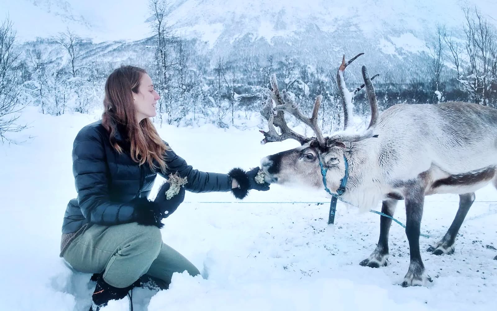 From Tromso: Reindeer Feeding Guided Tour with Chance of Northern Lights tickets in Tromso - Activities | TickYourList