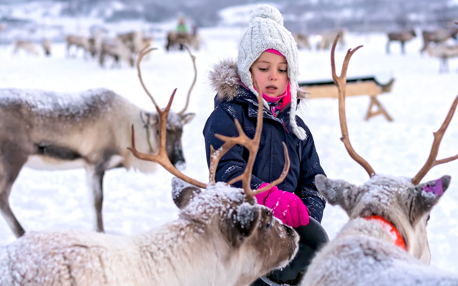 From Tromso: Arctic Fjord Expedition with Lunch tickets in Tromso - Features | TickYourList