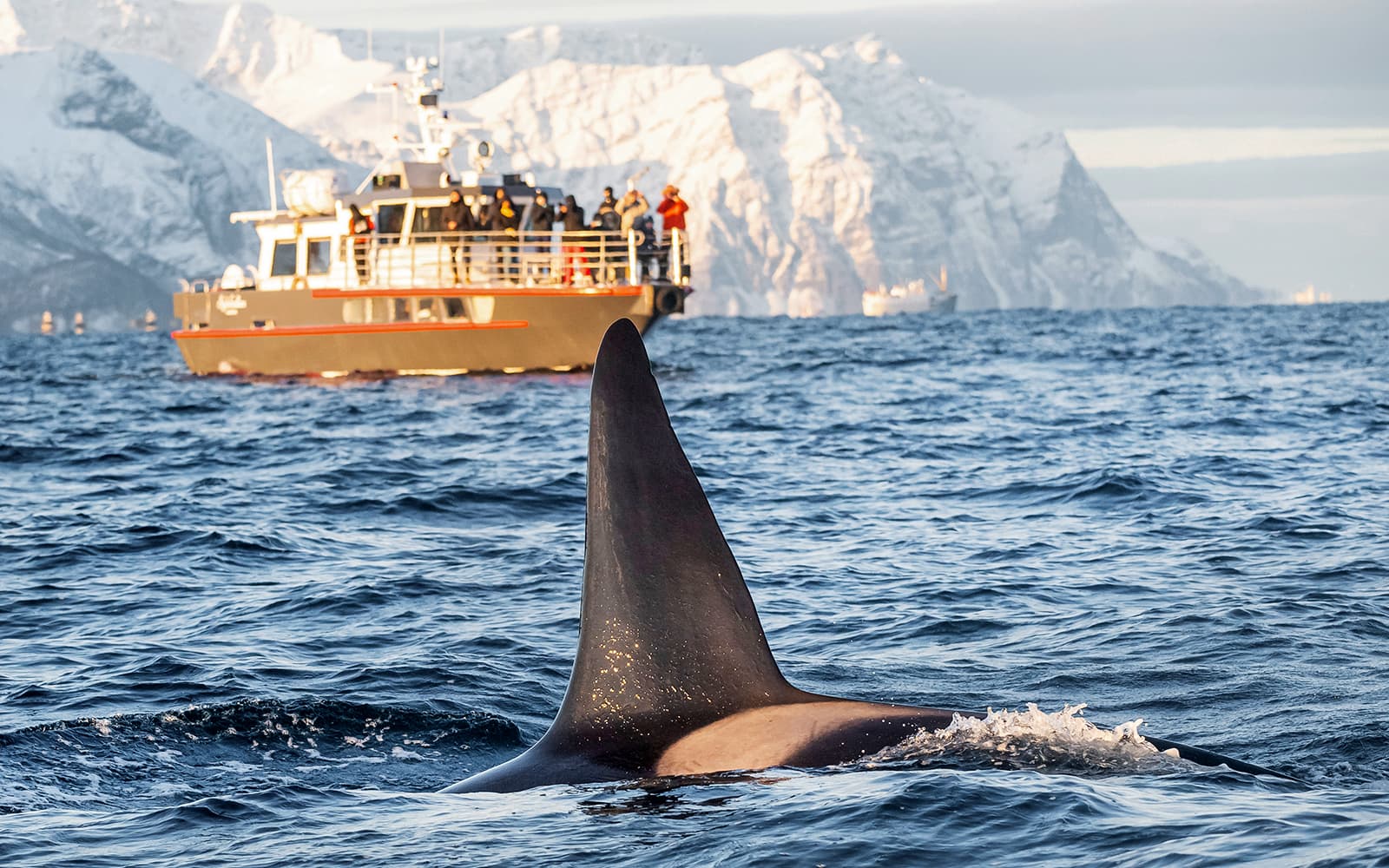 From Tromso: Small Group Whale Watching Cruise