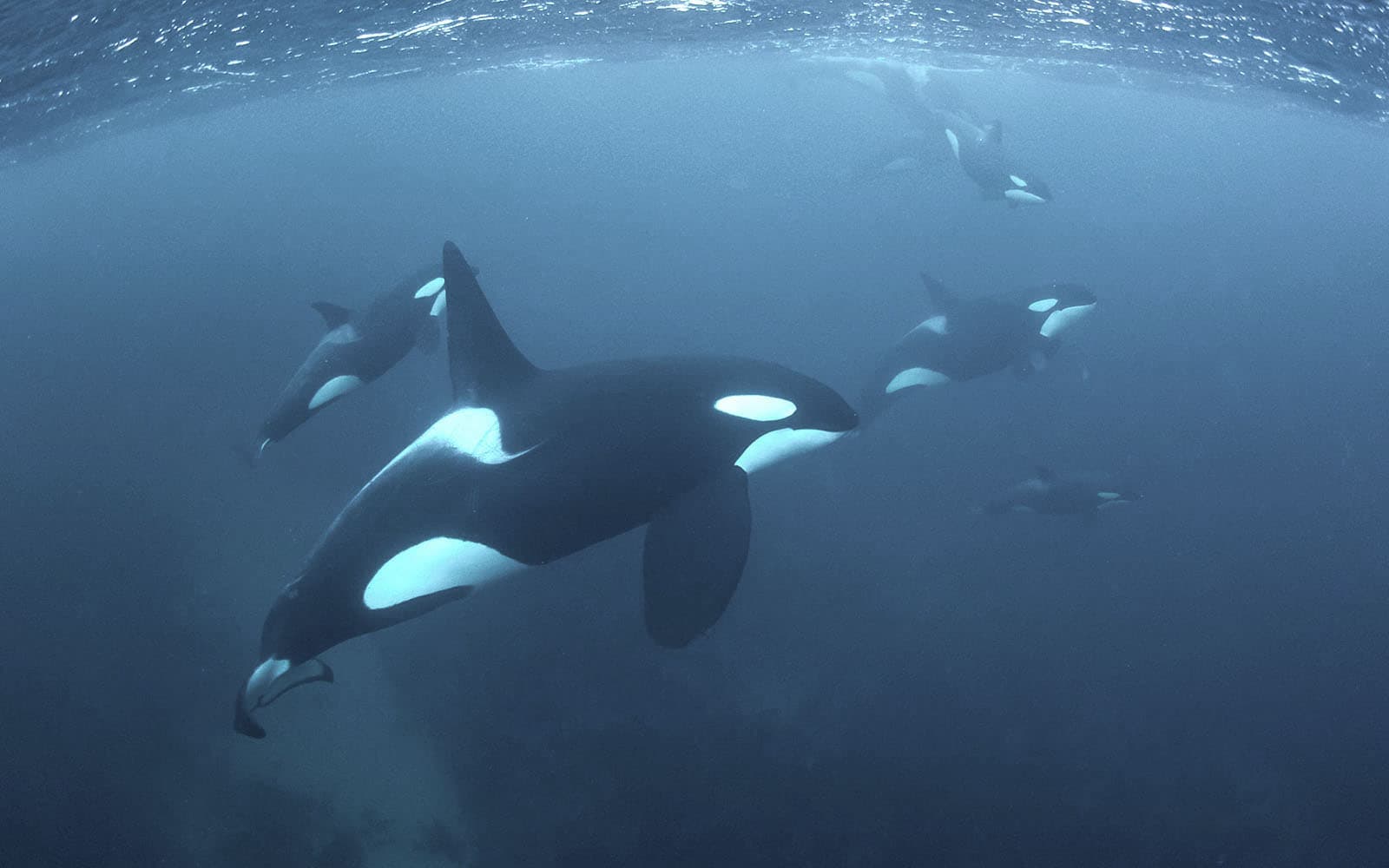 From Tromso: Small Group Whale Watching Cruise tickets in Tromso - Activities | TickYourList