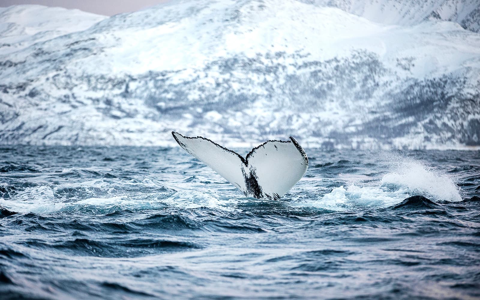 From Tromso: Small Group Whale Watching Cruise tickets in Tromso - Highlights | TickYourList