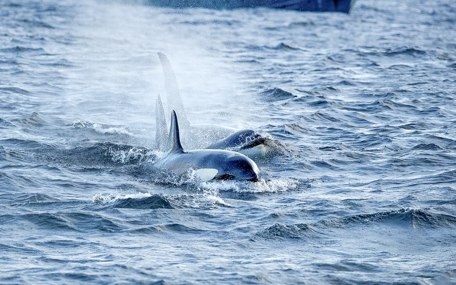 From Tromso: Small Group Whale Watching Cruise tickets in Tromso - Features | TickYourList
