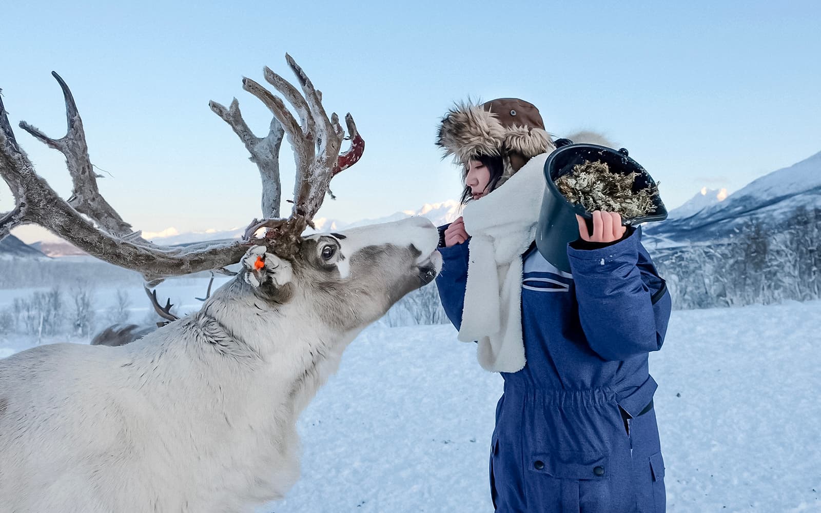 From Tromso: Reindeer Feeding and Sami Culture Tour with Lunch tickets in Tromso - Activities | TickYourList