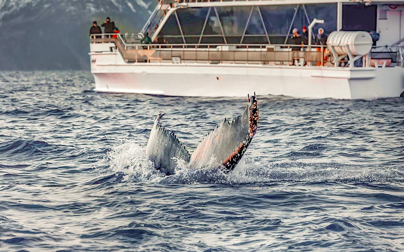 From Tromso: Arctic Fjord Cruise & Wildlife Tour tickets in Tromso - Attractions | TickYourList