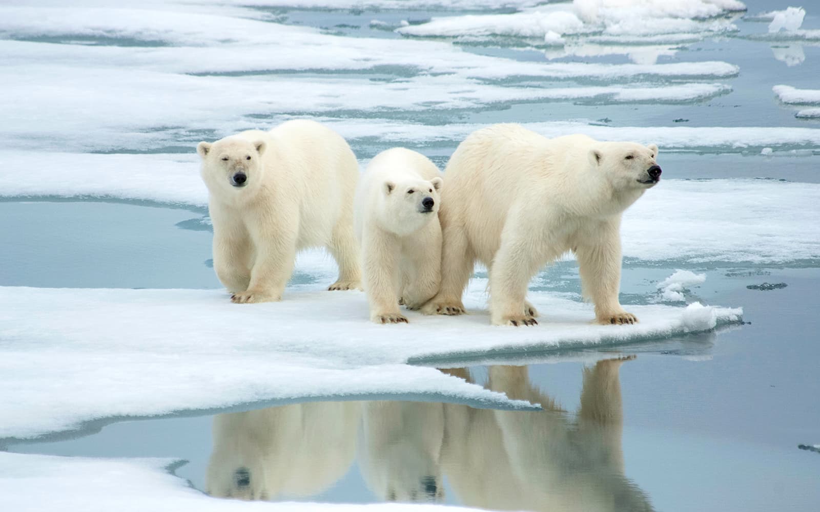 From Tromso: Arctic Fjord Cruise & Wildlife Tour tickets in Tromso - Highlights | TickYourList