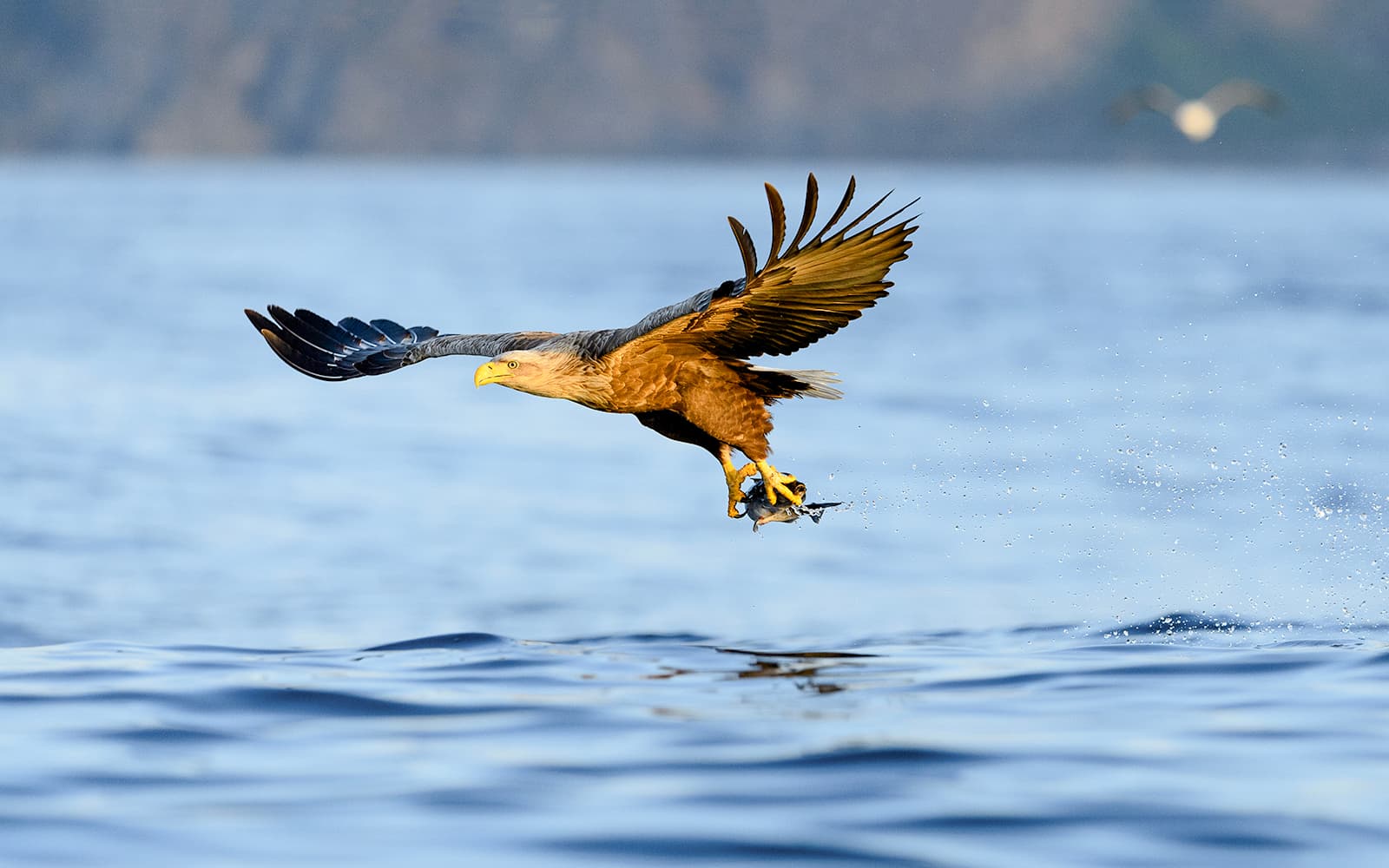 From Tromso: Arctic Fjord Cruise & Wildlife Tour tickets in Tromso - Features | TickYourList