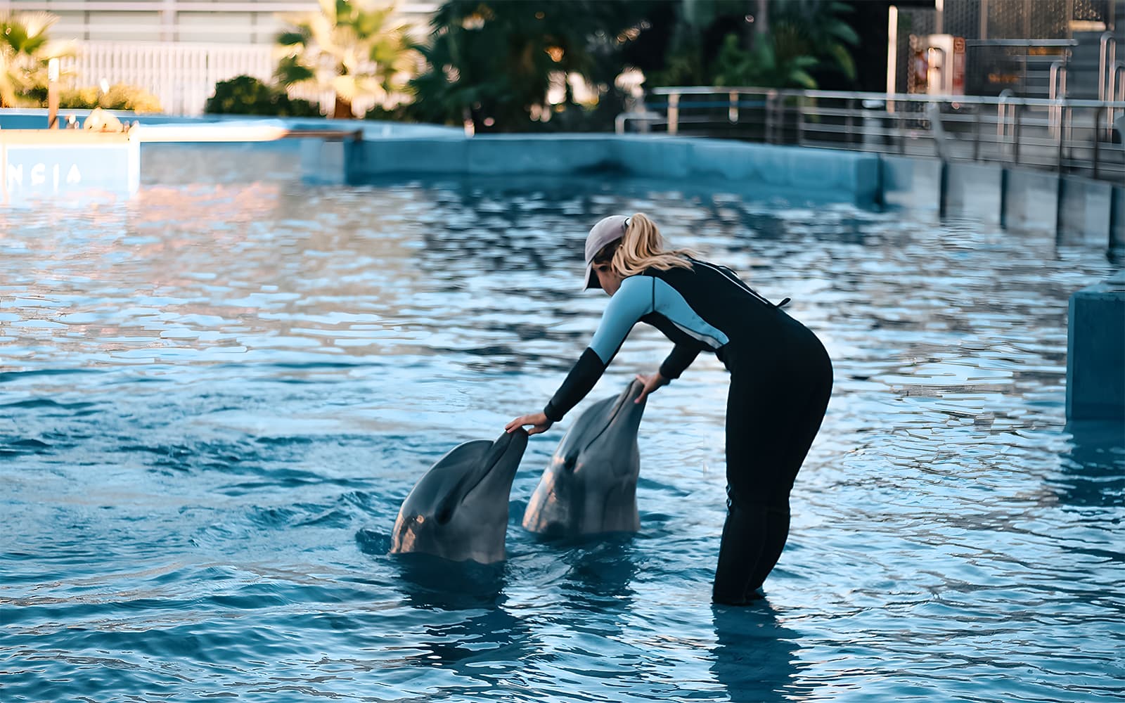 Oceanogràfic Tickets in Valencia - Highlights | TickYourList