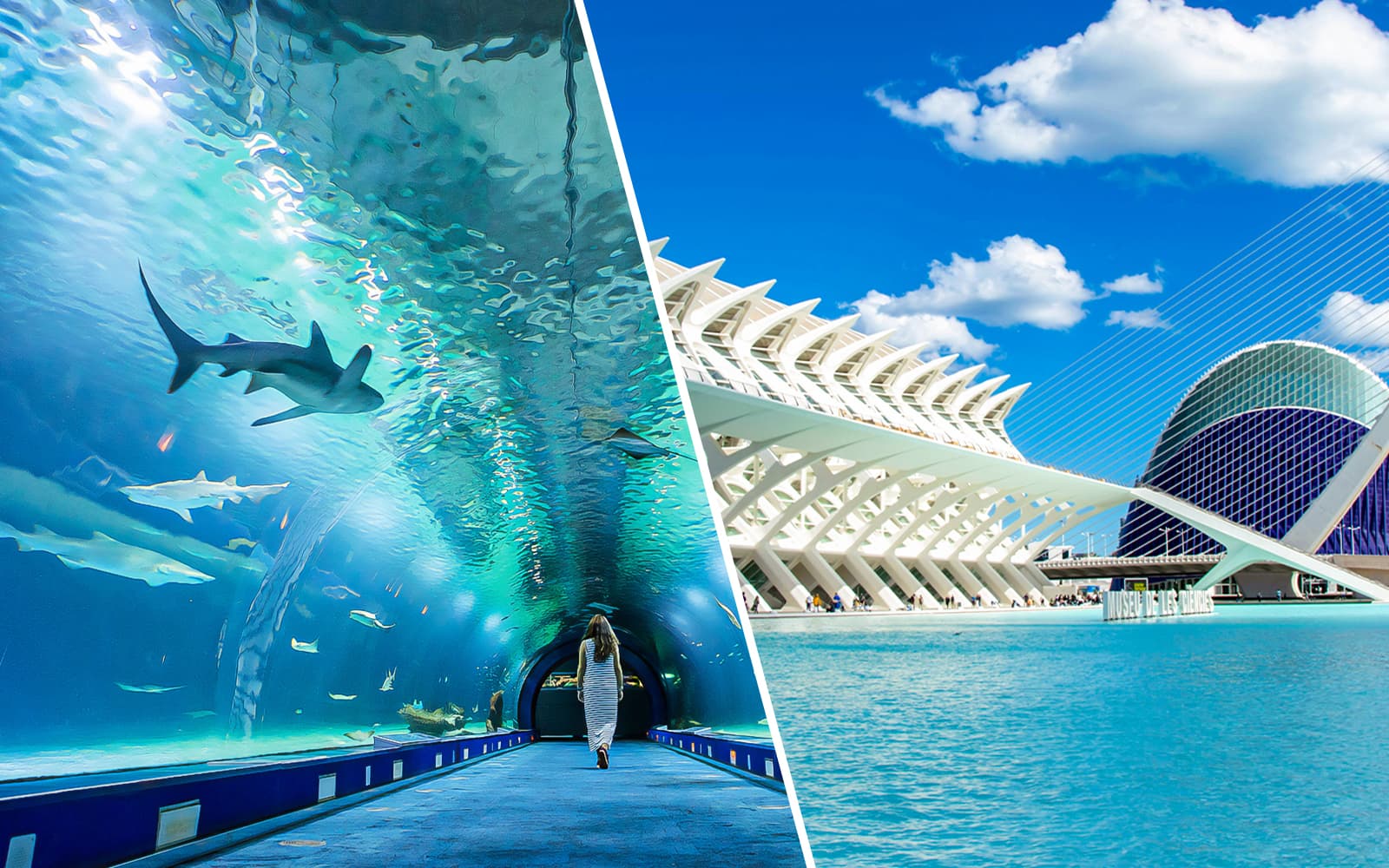 Combo: Oceanogràfic + Science Museum Tickets