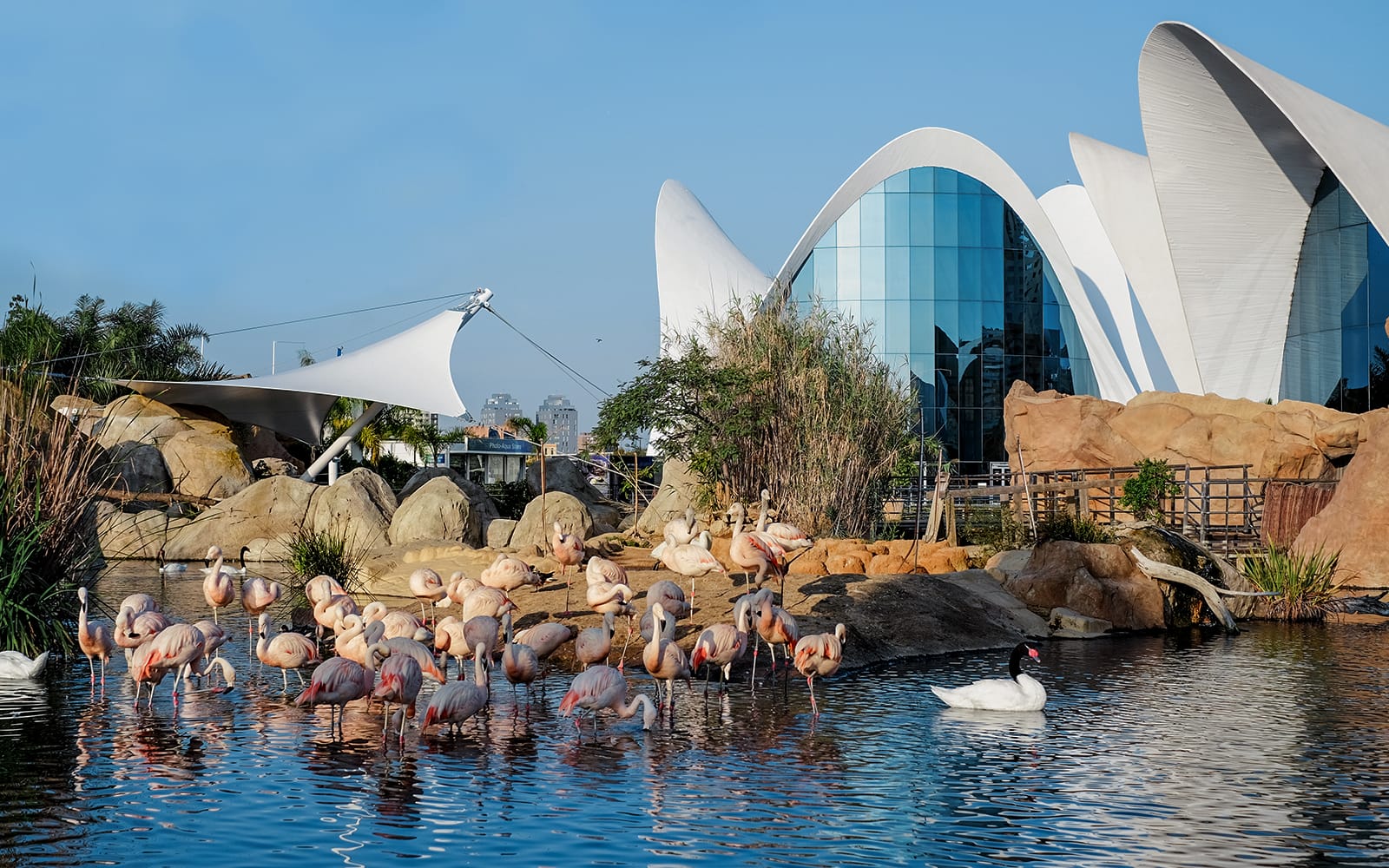 Combo: Oceanogràfic + Science Museum Tickets in Valencia - Attractions | TickYourList